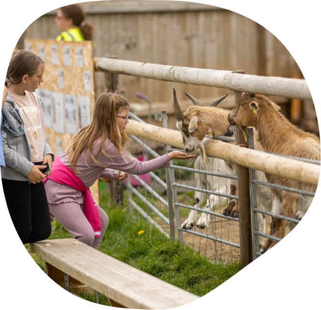 Goats being fed