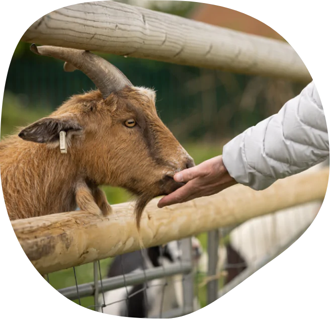 Brown Goat eating from hand