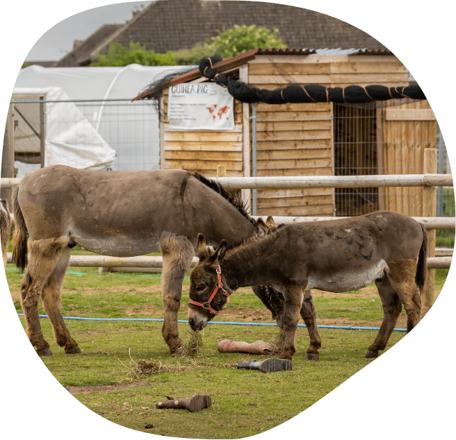 Brown Donkeys