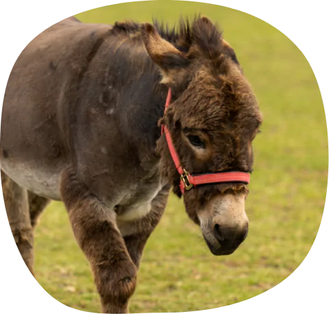 Sad looking Donkey