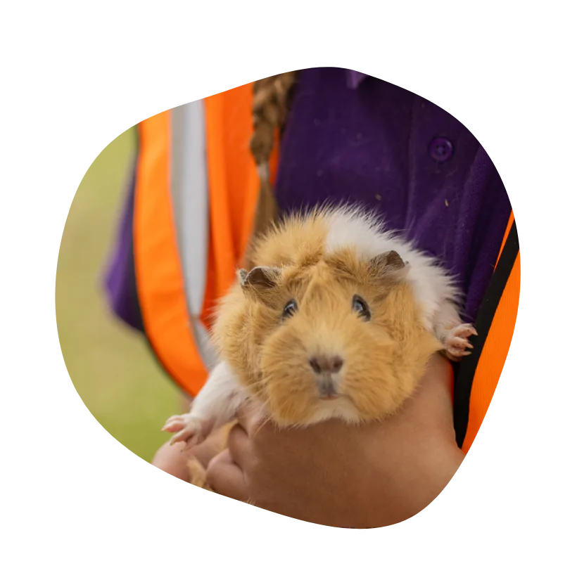 Brown and white Guinea Pig