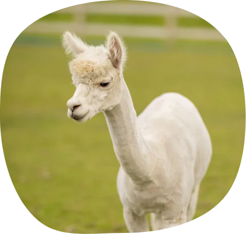 White Alpaca | Caring for animals