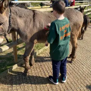 Animal Experiences