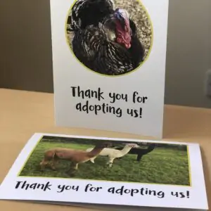 Animal Adoption 1yr