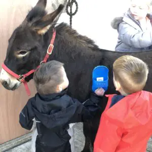 Single Animal Experience